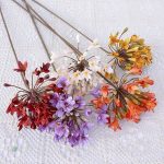 Agapanthus Africanus en fleur, plante ornementale