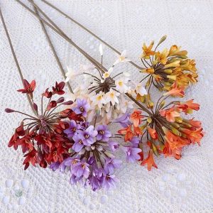 Agapanthus Africanus en fleur, plante ornementale