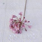 Agapanthus, variété africaine, décorative pour balcons