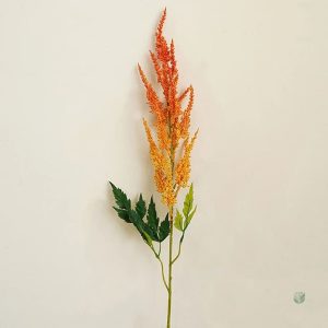 Variété d'Astilbe de Chine en pot