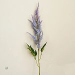 Astilbe de Chine, plante vivace colorée