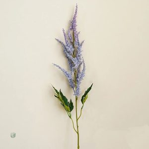 Astilbe de Chine, plante vivace colorée