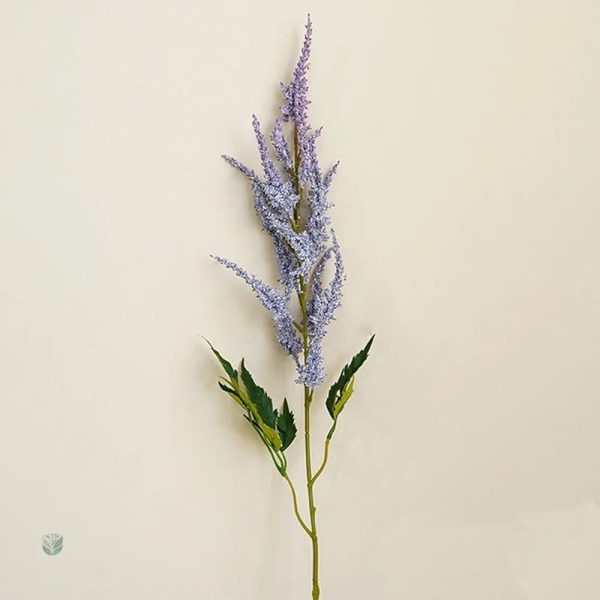 Astilbe de Chine, plante vivace colorée
