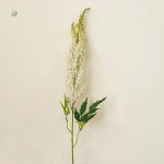 Astilbe de Chine, fleurs en épis distinctifs