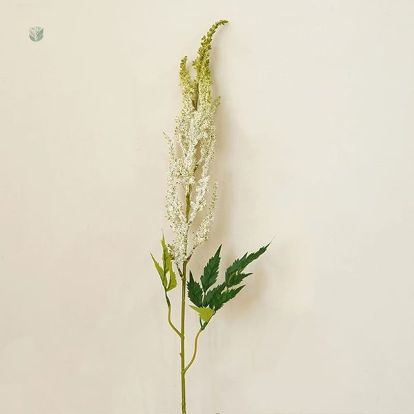Astilbe de Chine, fleurs en épis distinctifs