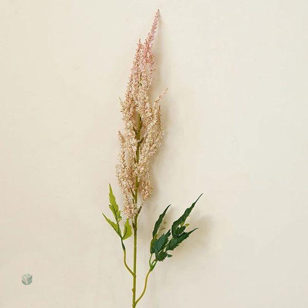 Astilbe de Chine, choix idéal pour jardins