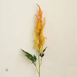 Plante Astilbe de Chine, floraison estivale