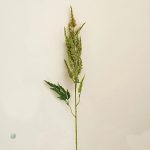 Astilbe de Chine, ajout élégant pour paysages