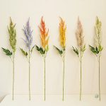 Astilbe de Chine, fleurs roses et blanches
