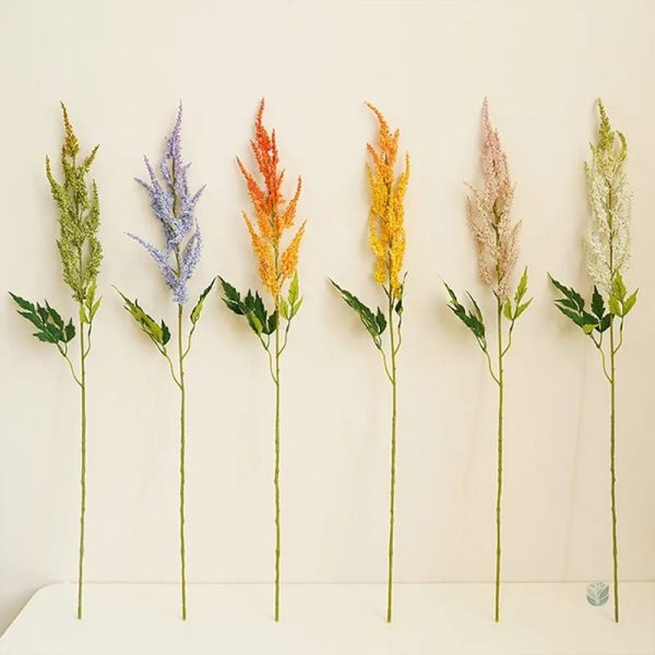 Astilbe de Chine, fleurs roses et blanches