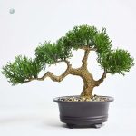 Bonsaï Artificiel Haut de Gamme