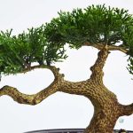 Bonsaï Artificiel de qualité supérieure
