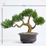 Bonsaï réaliste pour embellir votre espace