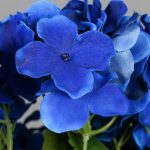 Bouquet d'hortensias, idée cadeau florale
