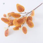 Arrangement de feuilles d'Eucalyptus