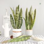 Bouture Sansevieria en plante verte artificielle