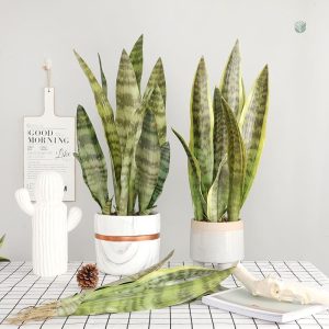 Bouture Sansevieria en plante verte artificielle