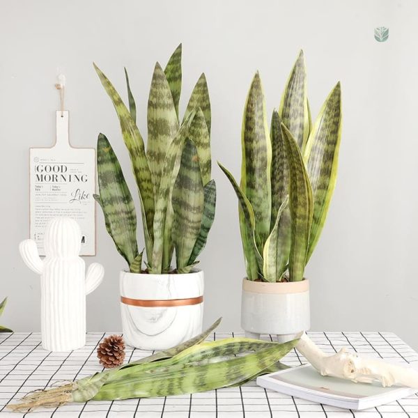 Bouture Sansevieria en plante verte artificielle
