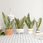 Sansevieria en version durable, sans arrosage nécessaire