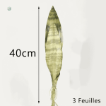 Bouture de Sansevieria, style moderne et élégant