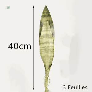 Bouture de Sansevieria, style moderne et élégant