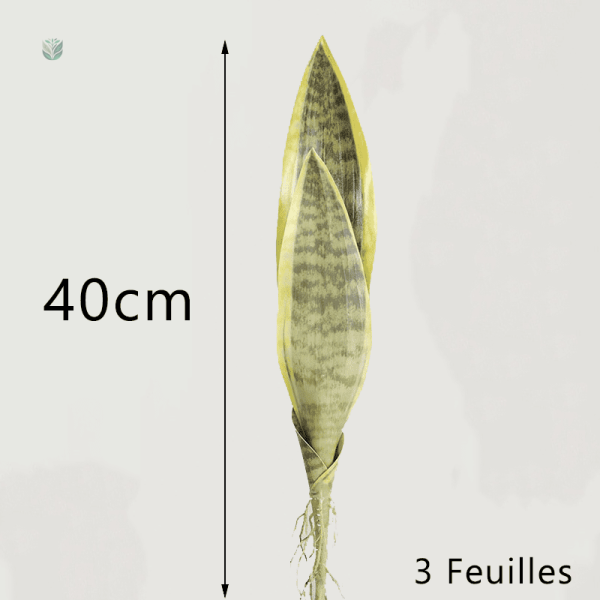 Sansevieria en pot, ajout vert à votre espace