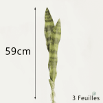 Décoration avec Sansevieria, facile d'entretien