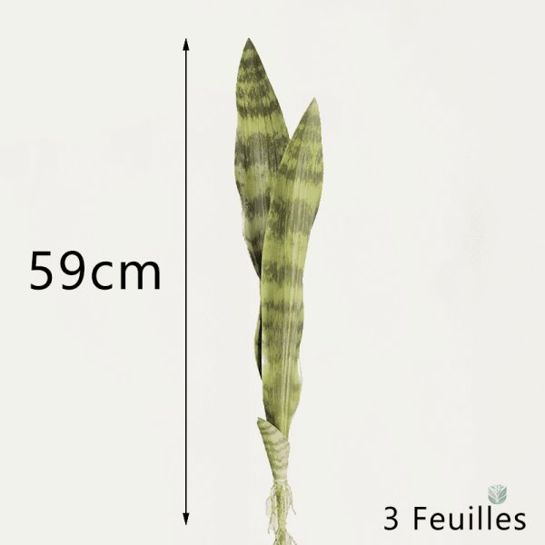 Décoration avec Sansevieria, facile d'entretien