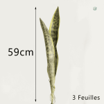 Bouture verte Sansevieria, touche naturelle à la maison