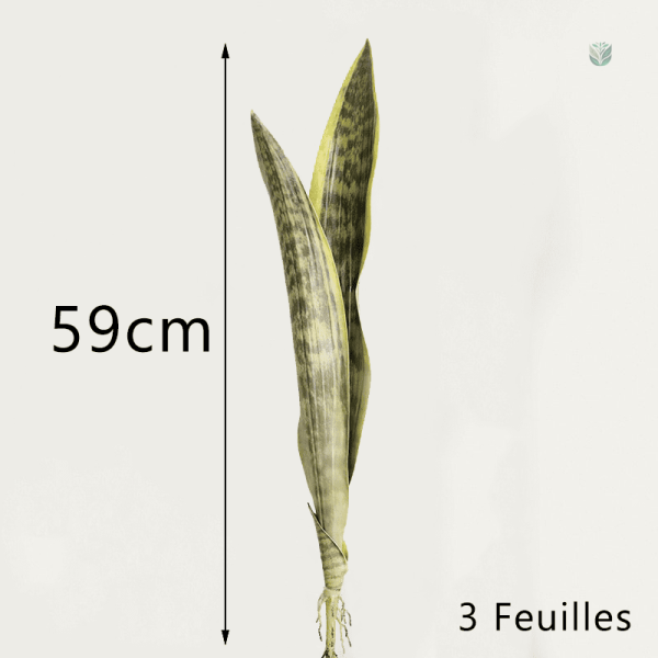 Bouture verte Sansevieria, touche naturelle à la maison