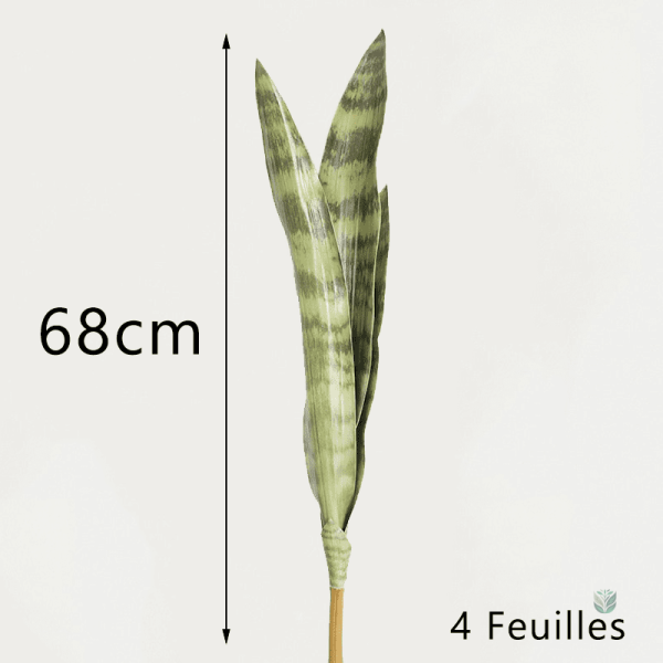 Plante Sansevieria, idéale pour coin lumineux