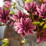 Branche de Magnolia en fleurs pour arrangement