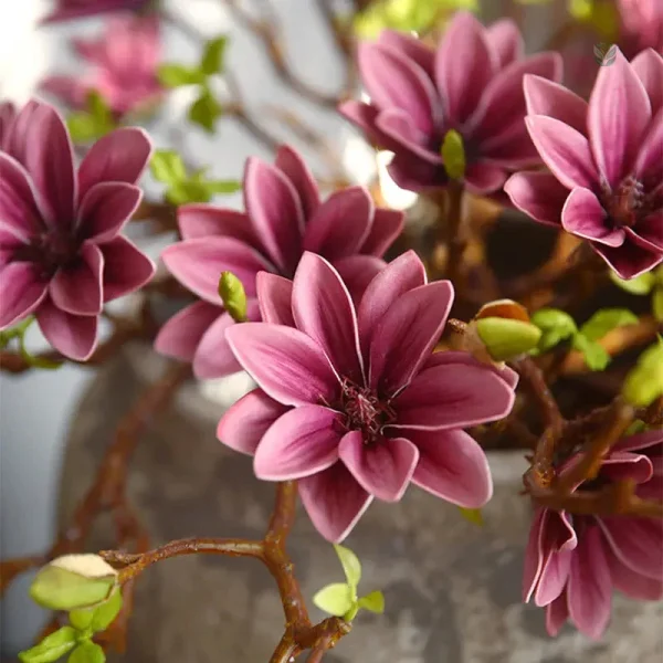 Branche de Magnolia en fleurs pour arrangement