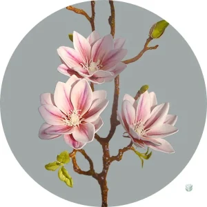 Magnolia en fleurs, branche décorative