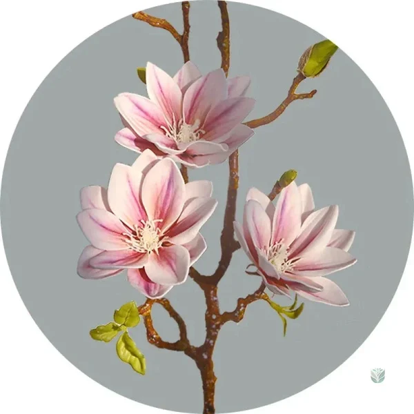 Magnolia en fleurs, branche décorative