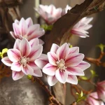 Branche de Magnolia avec fleurs élégantes