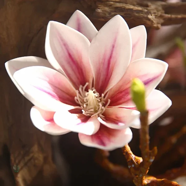Branche décorative de Magnolia en fleurs