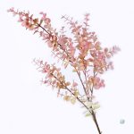 Élégante branche d'Eucalyptus rose pour arrangements floraux