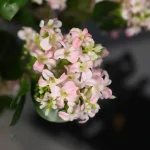 Fleur Osmanthus artificielle pour décoration intérieure