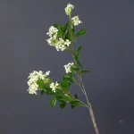 Détails de la branche d'Osmanthus en fleurs synthétiques