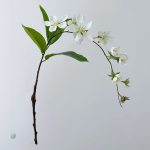 Branche de Jasmin à ajouter à vos créations décoratives