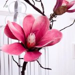 Branche de Magnolia élégante pour embellir l’espace