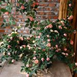 Branche de Rose élégante en matériau durable