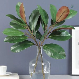 Feuilles de Magnolia pour décoration intérieure élégante
