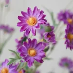 Branche Marguerite pour décoration durable
