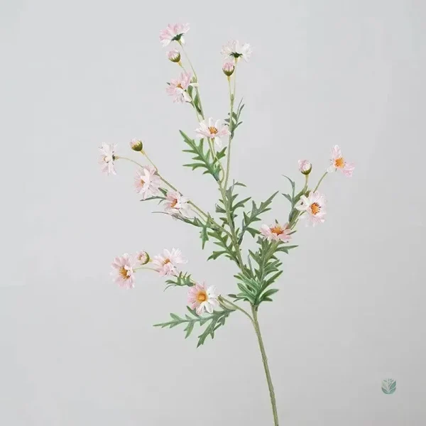 Branche de marguerite blanche pour décoration