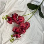 Orchidées en branches pour embellir votre espace