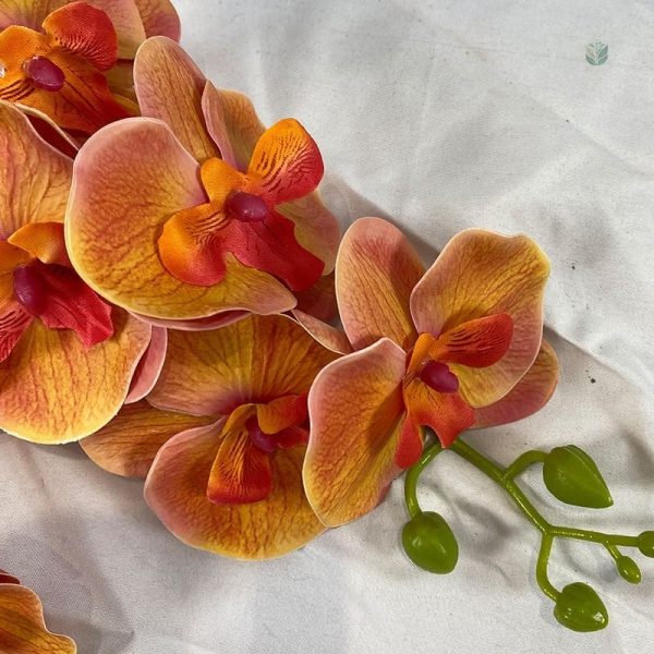 Branches d'Orchidée colorées pour un intérieur vivant
