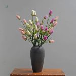 Plante d'intérieur Bromeliad en promotion Cyber Monday