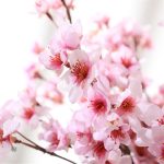 Cerisier décoratif en fleurs rose pâle et vert feuillage